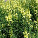 14.08.2020. Kielce. Ogród botaniczny / Faustyna Terelak / Radio Kielce