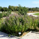 14.08.2020. Kielce. Ogród botaniczny / Faustyna Terelak / Radio Kielce