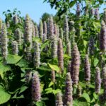 14.08.2020. Kielce. Ogród botaniczny / Faustyna Terelak / Radio Kielce