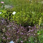 14.08.2020. Kielce. Ogród botaniczny / Faustyna Terelak / Radio Kielce