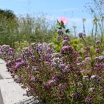 14.08.2020. Kielce. Ogród botaniczny / Faustyna Terelak / Radio Kielce