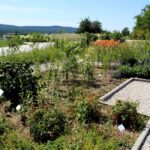 14.08.2020. Kielce. Ogród botaniczny / Faustyna Terelak / Radio Kielce