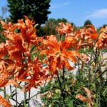 14.08.2020. Kielce. Ogród botaniczny / Faustyna Terelak / Radio Kielce