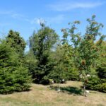 14.08.2020. Kielce. Ogród botaniczny / Faustyna Terelak / Radio Kielce