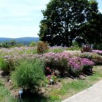 14.08.2020. Kielce. Ogród botaniczny / Faustyna Terelak / Radio Kielce