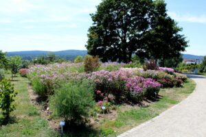 14.08.2020. Kielce. Ogród botaniczny / Faustyna Terelak / Radio Kielce