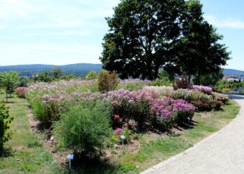 14.08.2020. Kielce. Ogród botaniczny / Faustyna Terelak / Radio Kielce