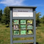 14.08.2020. Kielce. Ogród botaniczny / Faustyna Terelak / Radio Kielce