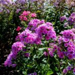 14.08.2020. Kielce. Ogród botaniczny / Faustyna Terelak / Radio Kielce