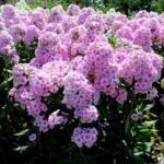 14.08.2020. Kielce. Ogród botaniczny / Faustyna Terelak / Radio Kielce