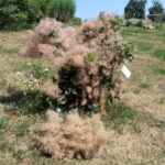 14.08.2020. Kielce. Ogród botaniczny / Faustyna Terelak / Radio Kielce