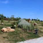 14.08.2020. Kielce. Ogród botaniczny / Faustyna Terelak / Radio Kielce