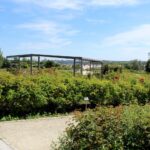 14.08.2020. Kielce. Ogród botaniczny / Faustyna Terelak / Radio Kielce