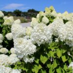 14.08.2020. Kielce. Ogród botaniczny / Faustyna Terelak / Radio Kielce