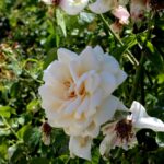 14.08.2020. Kielce. Ogród botaniczny / Faustyna Terelak / Radio Kielce