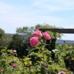 14.08.2020. Kielce. Ogród botaniczny / Faustyna Terelak / Radio Kielce