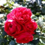 14.08.2020. Kielce. Ogród botaniczny / Faustyna Terelak / Radio Kielce