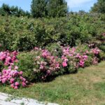 14.08.2020. Kielce. Ogród botaniczny / Faustyna Terelak / Radio Kielce