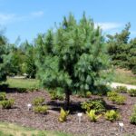 14.08.2020. Kielce. Ogród botaniczny / Faustyna Terelak / Radio Kielce