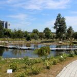 14.08.2020. Kielce. Ogród botaniczny / Faustyna Terelak / Radio Kielce