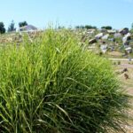 14.08.2020. Kielce. Ogród botaniczny / Faustyna Terelak / Radio Kielce