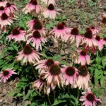 14.08.2020. Kielce. Ogród botaniczny / Faustyna Terelak / Radio Kielce