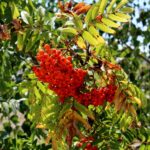 14.08.2020. Kielce. Ogród botaniczny / Faustyna Terelak / Radio Kielce