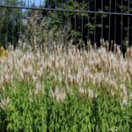 14.08.2020. Kielce. Ogród botaniczny / Faustyna Terelak / Radio Kielce