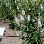 14.08.2020. Kielce. Ogród botaniczny / Faustyna Terelak / Radio Kielce