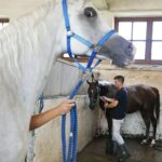 31.07.2020 Michałów. Stadnina koni. Przygotowanie koni przed wyjazdem do Janowa Podlaskiego na Pride of Poland / Jarosław Kubalski / Radio Kielce