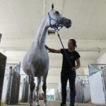 31.07.2020 Michałów. Stadnina koni. Przygotowanie koni przed wyjazdem do Janowa Podlaskiego na Pride of Poland / Jarosław Kubalski / Radio Kielce