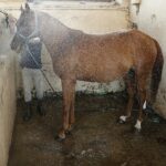 31.07.2020 Michałów. Stadnina koni. Przygotowanie koni przed wyjazdem do Janowa Podlaskiego na Pride of Poland / Jarosław Kubalski / Radio Kielce