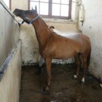 31.07.2020 Michałów. Stadnina koni. Przygotowanie koni przed wyjazdem do Janowa Podlaskiego na Pride of Poland / Jarosław Kubalski / Radio Kielce