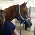 31.07.2020 Michałów. Stadnina koni. Przygotowanie koni przed wyjazdem do Janowa Podlaskiego na Pride of Poland / Jarosław Kubalski / Radio Kielce