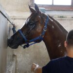 31.07.2020 Michałów. Stadnina koni. Przygotowanie koni przed wyjazdem do Janowa Podlaskiego na Pride of Poland / Jarosław Kubalski / Radio Kielce