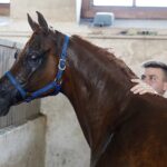 31.07.2020 Michałów. Stadnina koni. Przygotowanie koni przed wyjazdem do Janowa Podlaskiego na Pride of Poland / Jarosław Kubalski / Radio Kielce