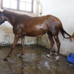 31.07.2020 Michałów. Stadnina koni. Przygotowanie koni przed wyjazdem do Janowa Podlaskiego na Pride of Poland / Jarosław Kubalski / Radio Kielce