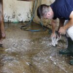 31.07.2020 Michałów. Stadnina koni. Przygotowanie koni przed wyjazdem do Janowa Podlaskiego na Pride of Poland / Jarosław Kubalski / Radio Kielce