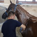 31.07.2020 Michałów. Stadnina koni. Przygotowanie koni przed wyjazdem do Janowa Podlaskiego na Pride of Poland / Jarosław Kubalski / Radio Kielce