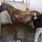 31.07.2020 Michałów. Stadnina koni. Przygotowanie koni przed wyjazdem do Janowa Podlaskiego na Pride of Poland / Jarosław Kubalski / Radio Kielce