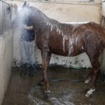 31.07.2020 Michałów. Stadnina koni. Przygotowanie koni przed wyjazdem do Janowa Podlaskiego na Pride of Poland / Jarosław Kubalski / Radio Kielce