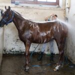 31.07.2020 Michałów. Stadnina koni. Przygotowanie koni przed wyjazdem do Janowa Podlaskiego na Pride of Poland / Jarosław Kubalski / Radio Kielce