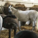 31.07.2020 Michałów. Stadnina koni. Przygotowanie koni przed wyjazdem do Janowa Podlaskiego na Pride of Poland / Jarosław Kubalski / Radio Kielce