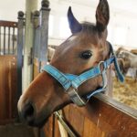 31.07.2020 Michałów. Stadnina koni. Przygotowanie koni przed wyjazdem do Janowa Podlaskiego na Pride of Poland / Jarosław Kubalski / Radio Kielce