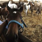 31.07.2020 Michałów. Stadnina koni. Przygotowanie koni przed wyjazdem do Janowa Podlaskiego na Pride of Poland / Jarosław Kubalski / Radio Kielce