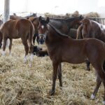 31.07.2020 Michałów. Stadnina koni. Przygotowanie koni przed wyjazdem do Janowa Podlaskiego na Pride of Poland / Jarosław Kubalski / Radio Kielce
