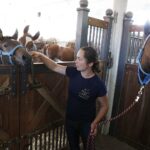 31.07.2020 Michałów. Stadnina koni. Przygotowanie koni przed wyjazdem do Janowa Podlaskiego na Pride of Poland / Jarosław Kubalski / Radio Kielce