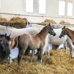 31.07.2020 Michałów. Stadnina koni. Przygotowanie koni przed wyjazdem do Janowa Podlaskiego na Pride of Poland / Jarosław Kubalski / Radio Kielce