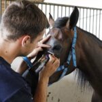 31.07.2020 Michałów. Stadnina koni. Przygotowanie koni przed wyjazdem do Janowa Podlaskiego na Pride of Poland / Jarosław Kubalski / Radio Kielce