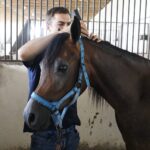 31.07.2020 Michałów. Stadnina koni. Przygotowanie koni przed wyjazdem do Janowa Podlaskiego na Pride of Poland / Jarosław Kubalski / Radio Kielce